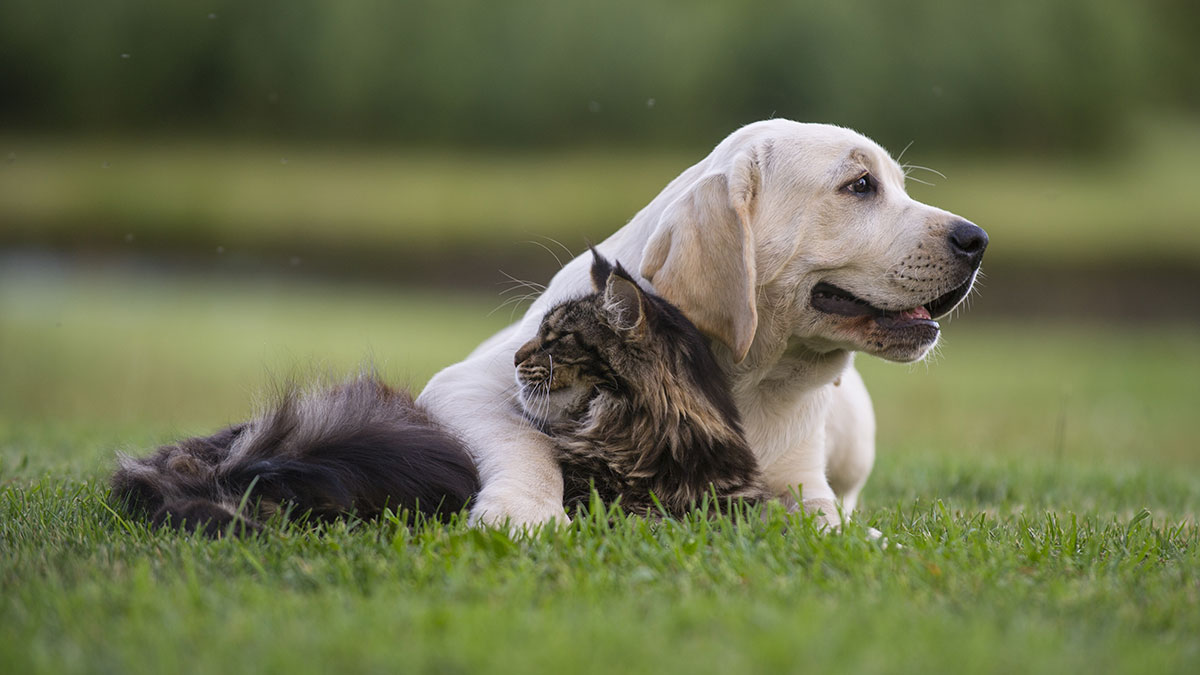 A labrador and a grey tabby cat playing in the grass